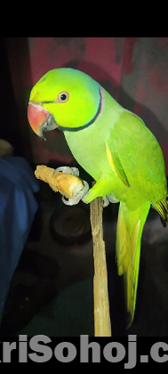 রিংনেট পুরুষ টিয়া